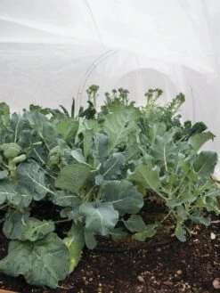 All-Purpose Garden Fabric 10 All-Purpose Garden Fabric -Plant Sale Shop 32646 7940 tif