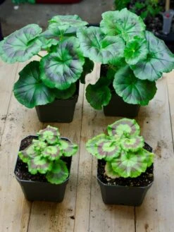 Organic Seed Starting Mix, 6 Quarts -Plant Sale Shop 37808 002E tif