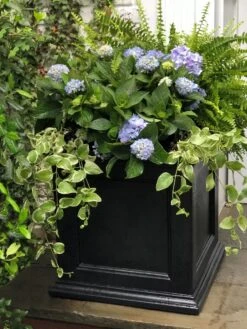 Fairfield Self-Watering Square Planter, 20” X 20” -Plant Sale Shop 39 618 205V tif