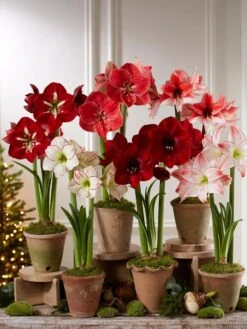 Premium Amaryllis Bulb