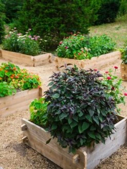 Farmstead Cedar Raised Garden Beds, 3' -Plant Sale Shop 8588143 09V tif