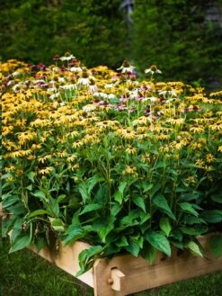 Farmstead Cedar Raised Garden Beds, 2' -Plant Sale Shop 8588144 014V tif