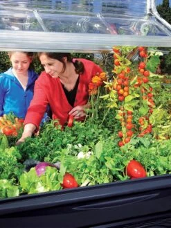 Canopia® By Palram Plant Inn™ Raised Bed Greenhouse, 4' X 4' -Plant Sale Shop 8588308 03V tif