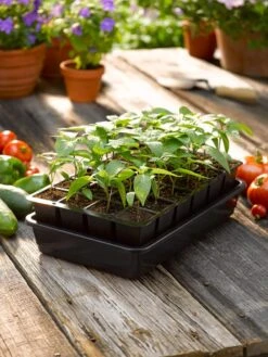 Growease Seed Starter Kit 14 Growease Seed Starter Kit -Plant Sale Shop 8589987 1148 tif