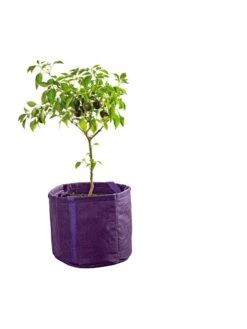 Gardener's Best® Universal Grow Bag 12 Gardener's Best® Universal Grow Bag -Plant Sale Shop 8590024PR 249 tif