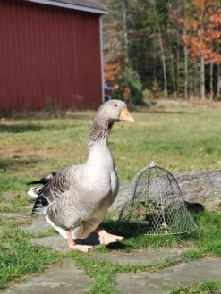 Chicken Wire Cloche -Plant Sale Shop 8590210 01IN tif