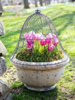 Chicken Wire Cloche -Plant Sale Shop 8590210 021 tif