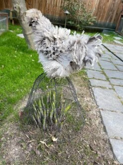 Chicken Wire Cloche -Plant Sale Shop 8590210 02CUST tif