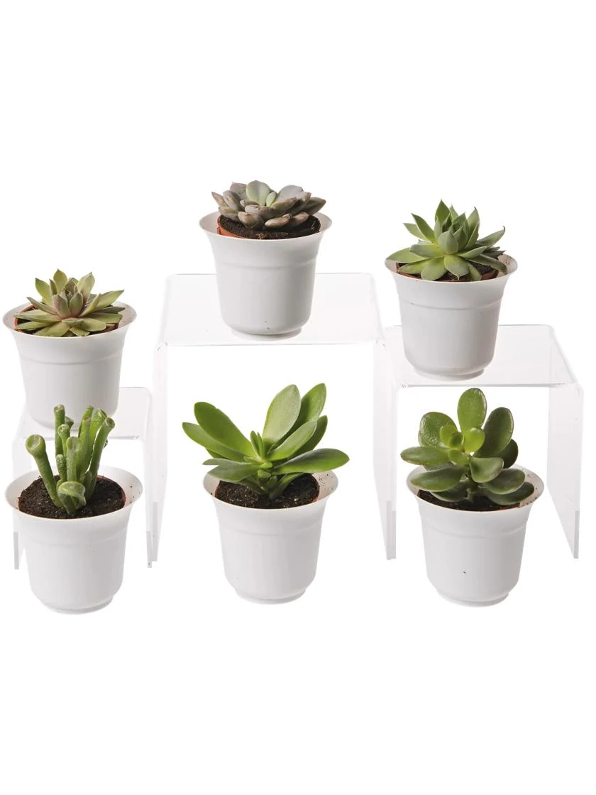 Succulent Terrarium Plant Collection, Set Of 6 1 Succulent Terrarium Plant Collection, Set Of 6