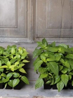 Organic Seed Starting Mix, 6 Quarts -Plant Sale Shop 8592212 002E tif