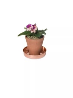 Extra Small Round Copper Plant Tray, 8" -Plant Sale Shop 8593528 2922 tif