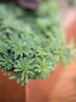 Tall Rectangular Copper Plant Tray, 18" X 5" X 4" -Plant Sale Shop 8593534 4601 tif