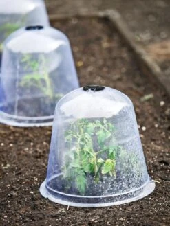 Large Garden Cloches, Set Of 3 -Plant Sale Shop 8593984 9432 tif
