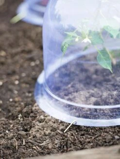 Medium Garden Cloches, Set Of 6 -Plant Sale Shop 8593985 9441 tif