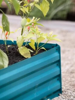 Demeter Corrugated Metal Raised Bed, 34" X 68" 13 Demeter Corrugated Metal Raised Bed, 34" X 68" -Plant Sale Shop 8594183 470 tif 1