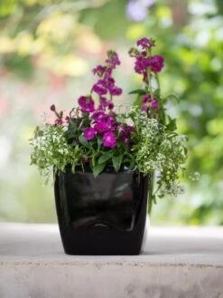 Viva Square Self-Watering Planter, 7" Diameter -Plant Sale Shop 8595223 1107 tif