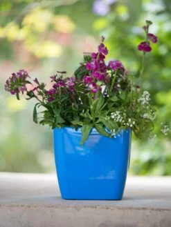 Viva Square Self-Watering Planter, 7" Diameter -Plant Sale Shop 8595223 1113 tif