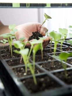 LED Stack-n-Grow Lights - Base Unit -Plant Sale Shop 8595770 7373 tif