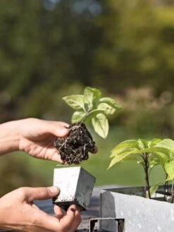 Galvanized Seed Starting Tray -Plant Sale Shop 8595893 4378 tif