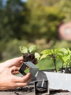 Galvanized Seed Starting Tray -Plant Sale Shop 8595893 4382 tif