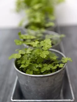 Galvanized Herb Planters With Rectangular Tray -Plant Sale Shop 8595903 advice 1777 tif