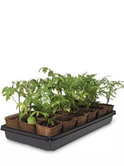 3-1/2” Square Biodegradable Pots & Tray Set -Plant Sale Shop 8595968 3916 tif