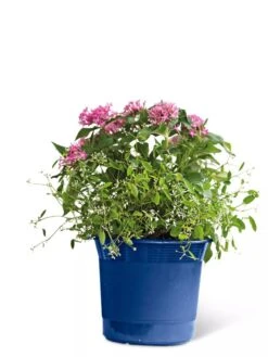 Eezy Gro Self-Watering Planters -Plant Sale Shop 8596425 103 tif