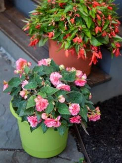 Eezy Gro Self-Watering Planters -Plant Sale Shop 8596427 0034 tif