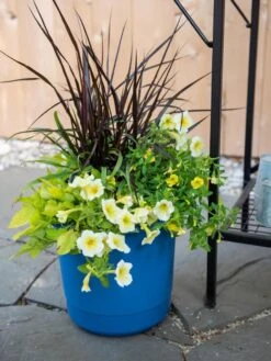 Plant Sale Shop -Plant Sale Shop 8596427 0035 tif