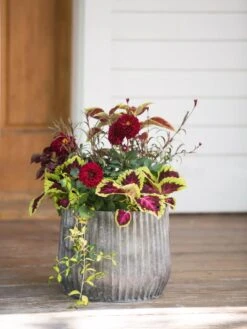 Galvanized Ribbed Planters 6 Galvanized Ribbed Planters -Plant Sale Shop 8597435 1693 tif