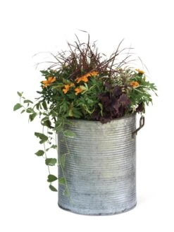 Galvanized Rim Planters -Plant Sale Shop 8597443 1704 tif