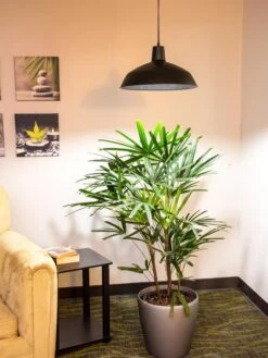 Barnyard Pendant LED Grow Light -Plant Sale Shop 8598025 0256