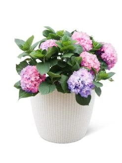 Weave Self-Watering Round Planter, 17" White 5 Weave Self-Watering Round Planter, 17" White -Plant Sale Shop 8598372 3002 tif