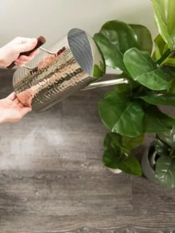 Stainless Steel Watering Can -Plant Sale Shop 8599057 14322 tif