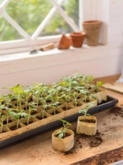 Paper Pots, 50 Cell -Plant Sale Shop 8599830 0502 paper pots 50 cell tif