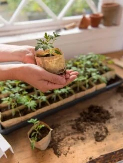 Paper Pots, 50 Cell -Plant Sale Shop 8599830 0507 tif