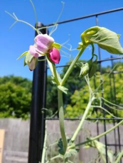 Gardener’s Victory Self-Watering Planter With Vine Trellis -Plant Sale Shop 8600177 6588 tif