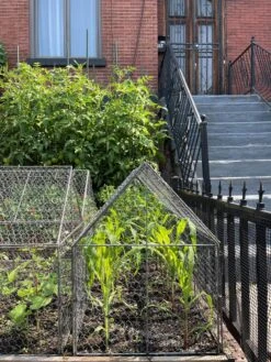 Chicken Wire Crop Coop -Plant Sale Shop 8609080 02CUST tif