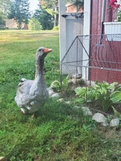 Chicken Wire Crop Coop -Plant Sale Shop 8609080 02IN tif