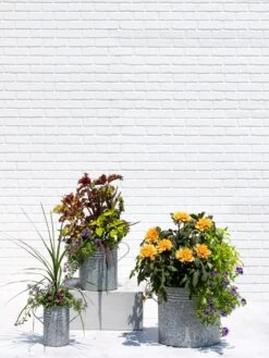 Metal Bucket Planters -Plant Sale Shop 8609085 0852 tif