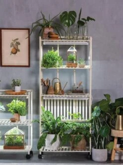 Oslo 4-Tier LED Grow Light Garden 17 Oslo 4-Tier LED Grow Light Garden -Plant Sale Shop 8609188 4118 tif