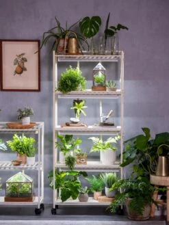 Oslo 4-Tier LED Grow Light Garden 19 Oslo 4-Tier LED Grow Light Garden -Plant Sale Shop 8609220 4116 tif