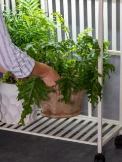 Oslo 2-Tier LED Grow Light Garden, 2 Fixtures -Plant Sale Shop 8609220 4122 tif