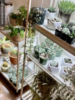 Oslo 2-Tier LED Grow Light Garden, 2 Fixtures -Plant Sale Shop 8609221 02IN tif