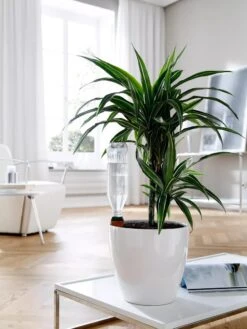 Hydro Wine Container Watering System, Set Of 4 -Plant Sale Shop 8609224 02V tif