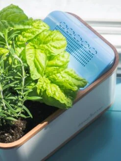 Dewplanter -Plant Sale Shop 8609512 04V