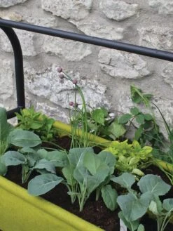 Vigoroot™ Self-Watering Easy Garden Planter -Plant Sale Shop 8609879 04V tif