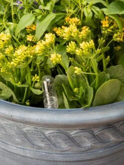 Adjustable Self-Watering Insert For Pots And Planters -Plant Sale Shop 8610250 0010 tif