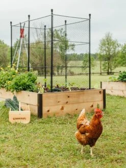 Tall Chicken Wire Critter Fence With Gate 17 Tall Chicken Wire Critter Fence With Gate -Plant Sale Shop 8611020 316 tif
