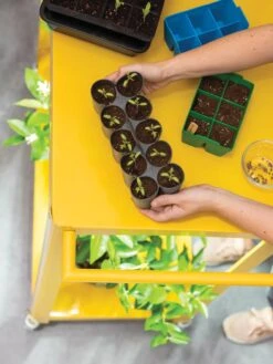 Sili-Seedlings® Seedling Tray, 10-Cell -Plant Sale Shop 8611886 374 tif